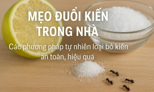 Mẹo đuổi kiến trong nhà hiệu quả bạn nên thử
